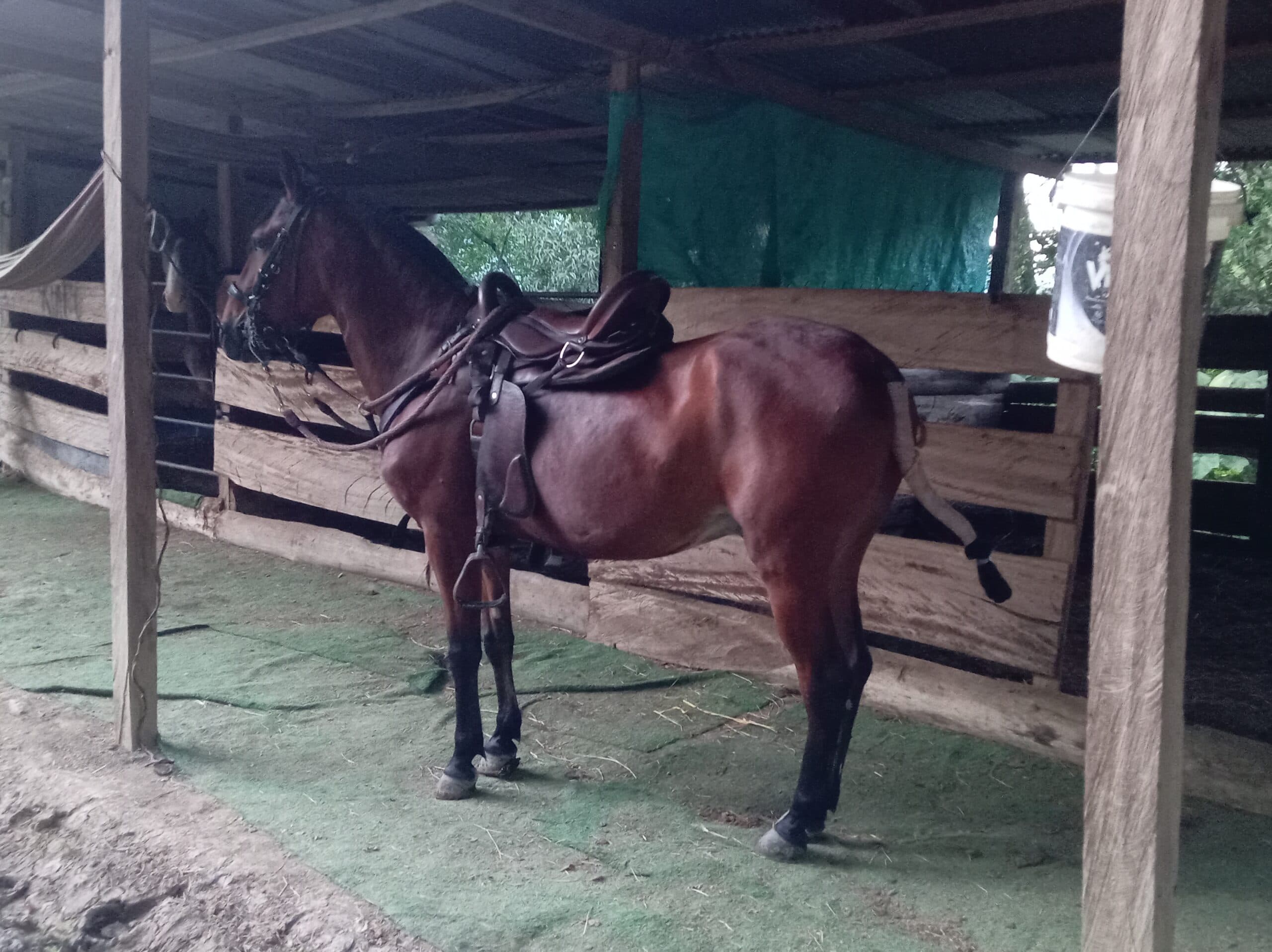 Vendo caballo capón sin papeles — 1
