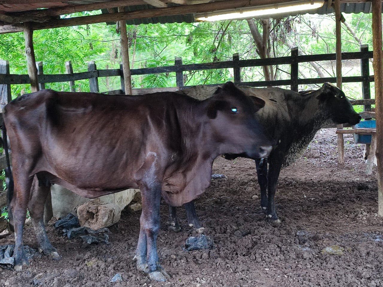 Se venden 2 hembras escoteras de 390 y 350 KG — 1