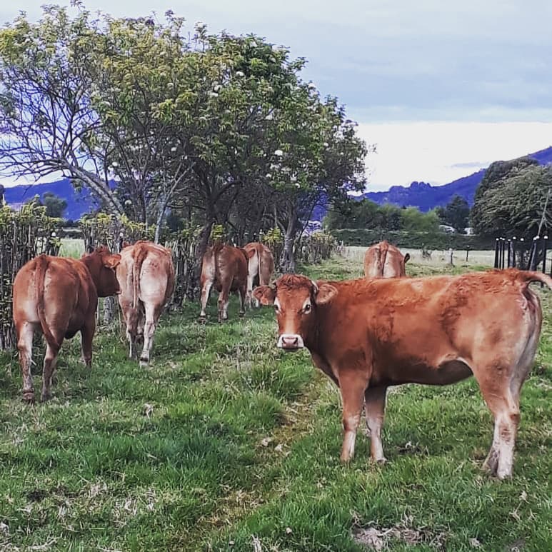 Novillas Limousin preñadas — 1