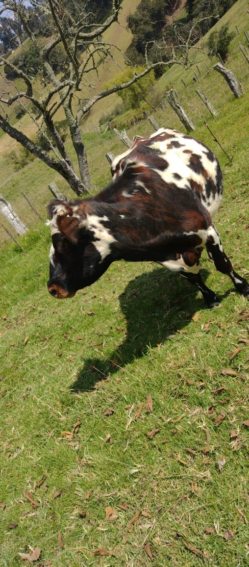 Venta vacas lecheras — 1
