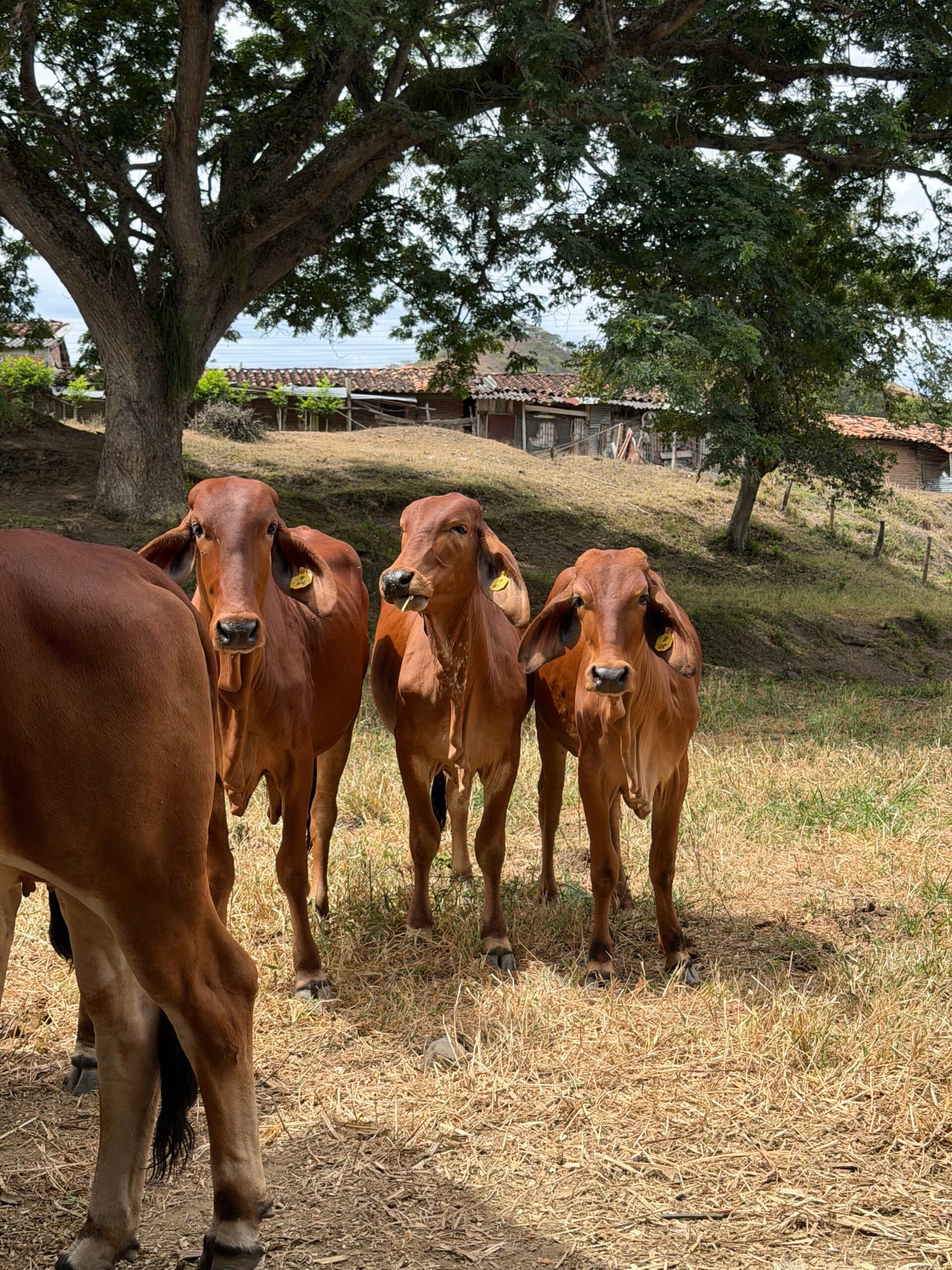 NOVILLAS BRAHMAN COMERCIALES🌸😍