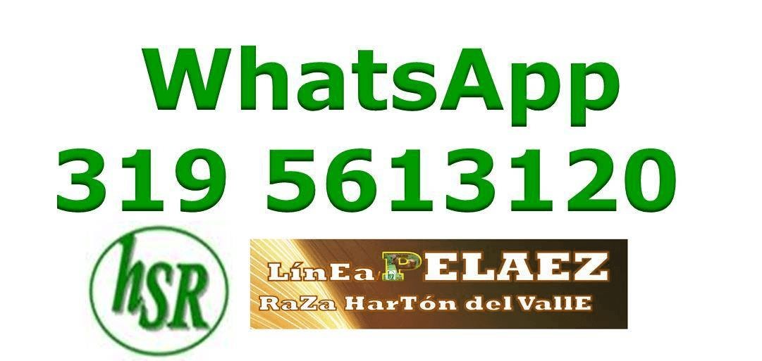 VENTA DE MACHOS JOVENES RAZA HARTON DEL VALLE.