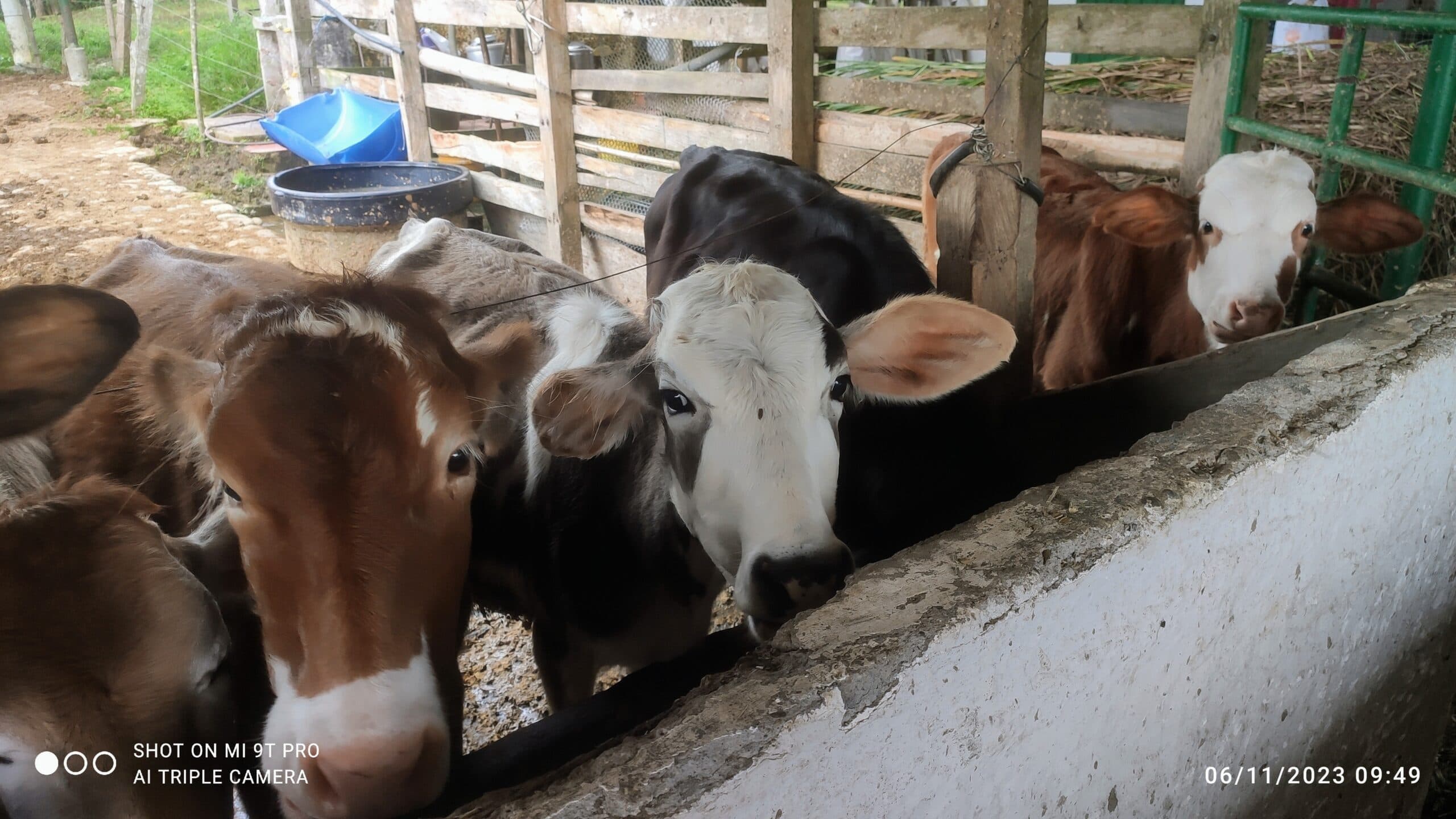 Vendo lote de ocho terneras — 1
