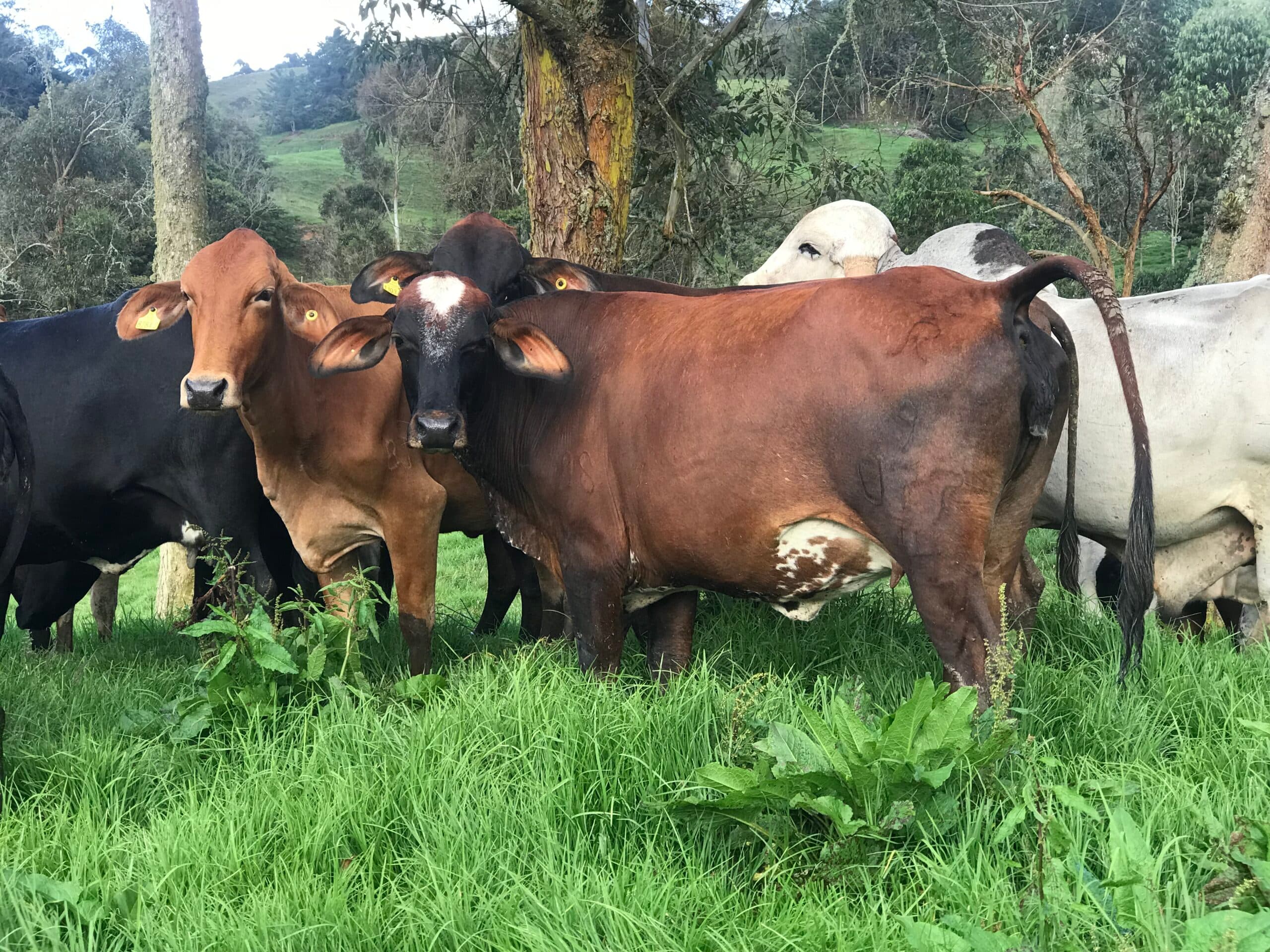 NOVILLAS F1 GYRSHIRE GYR LECHERO X AYRSHIRE