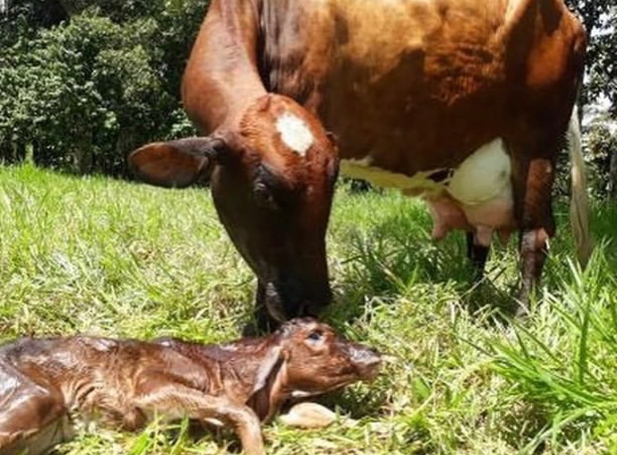 VENTA DE NOVILLAS F1 GYR Y SUS CRUCES CON HOLSTEIN, AYRSHIRE Y JERSEY