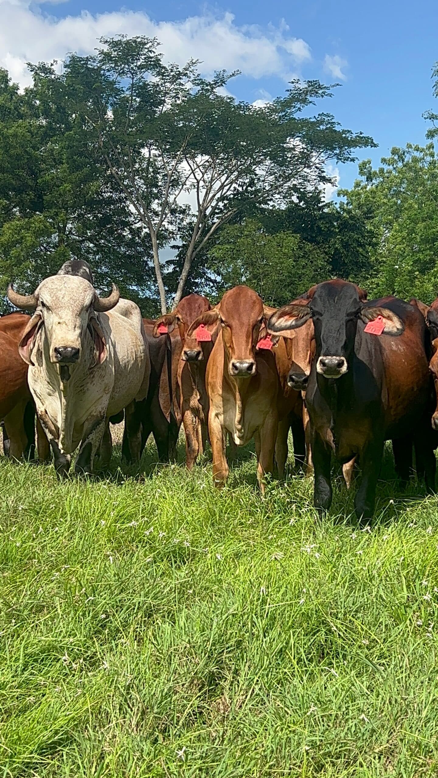 NOVILLAS F1 GYRSHIRE(AYRSHIRE X GYR) PREÑADAS. GESTACIONES ENTRE LOS 6-7-8 MESES. ACLIMATADAS Y ADAPTADAS A CLIMAS TROPICALES. PREÑADAS DE GYR PURO. PESO PROMEDIO 480 KGS. HOMOGENE