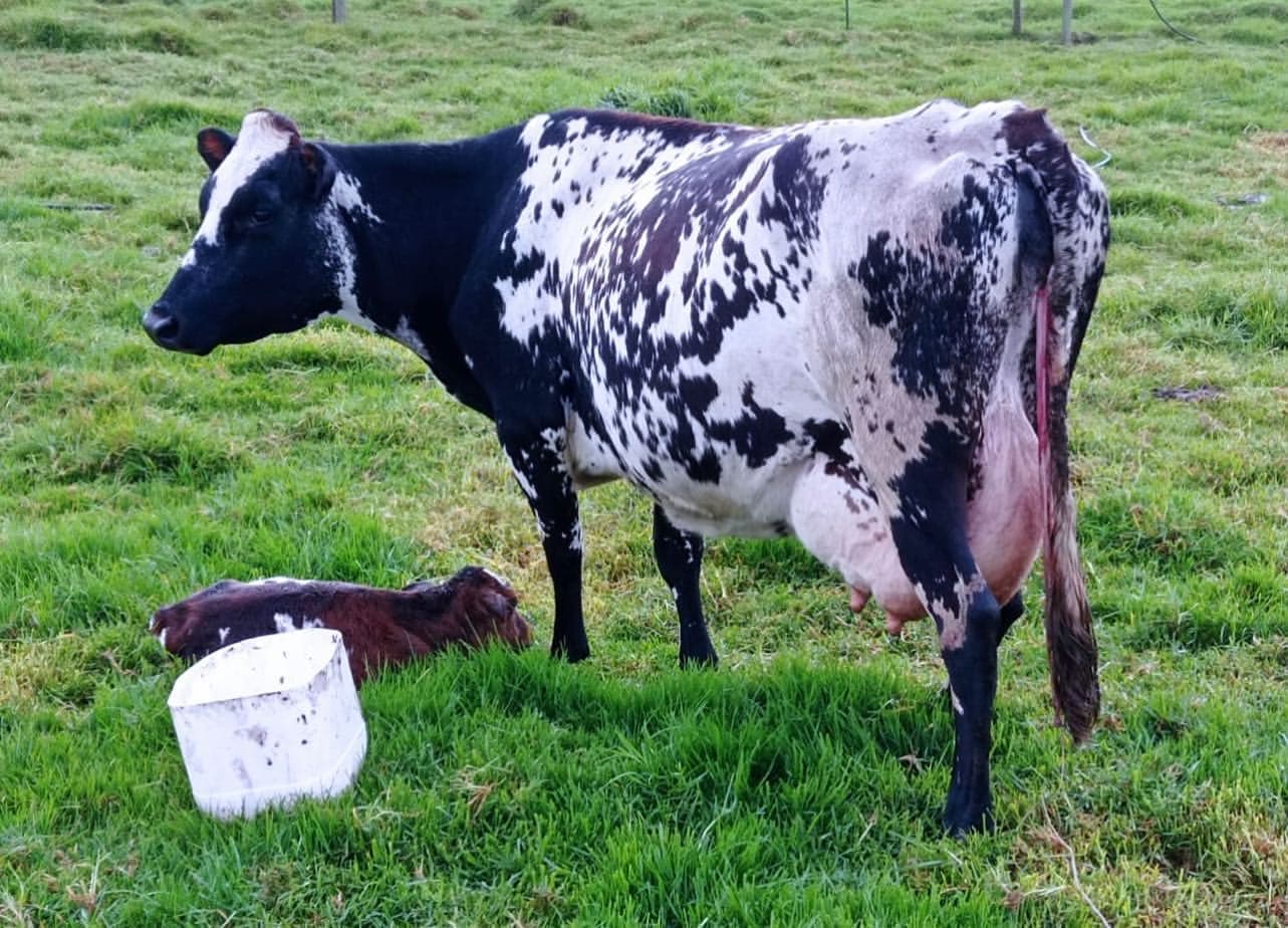 BON X HOLSTEIN DISPONIBLES HEMBRAS DE LEVANTE F1 BON X HOLSTEIN. GANADOS ORGULLOSAMENTE COLOMBIANOS. CRUZE PROBADO PARA PRODUCCION LECHERA EN TROPICO BAJO Y EN CUALQUIER PISO TERMI