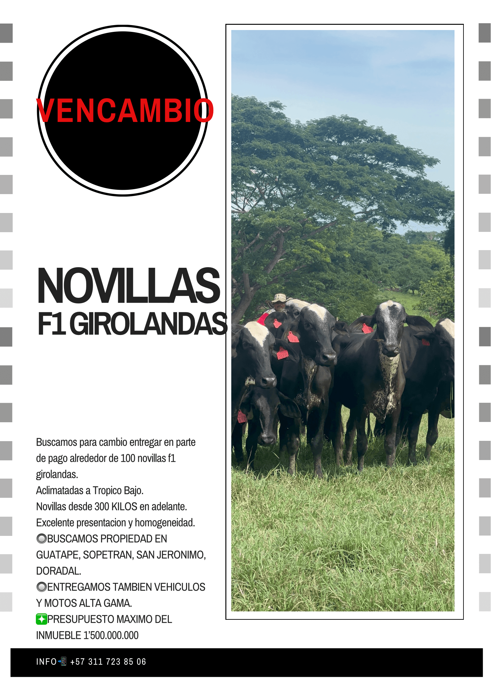 VENCAMBIO NOVILLAS A PROPIEDAD. Estamos en la búsqueda de una propiedad en GUATAPE, DORADAL, SAN JERONIMO, SOPETRAN O PROPIEDAD DE NUESTRO GUSTO. DONDE NOS RECIBAN UNAS 100 NOVILLA — 1