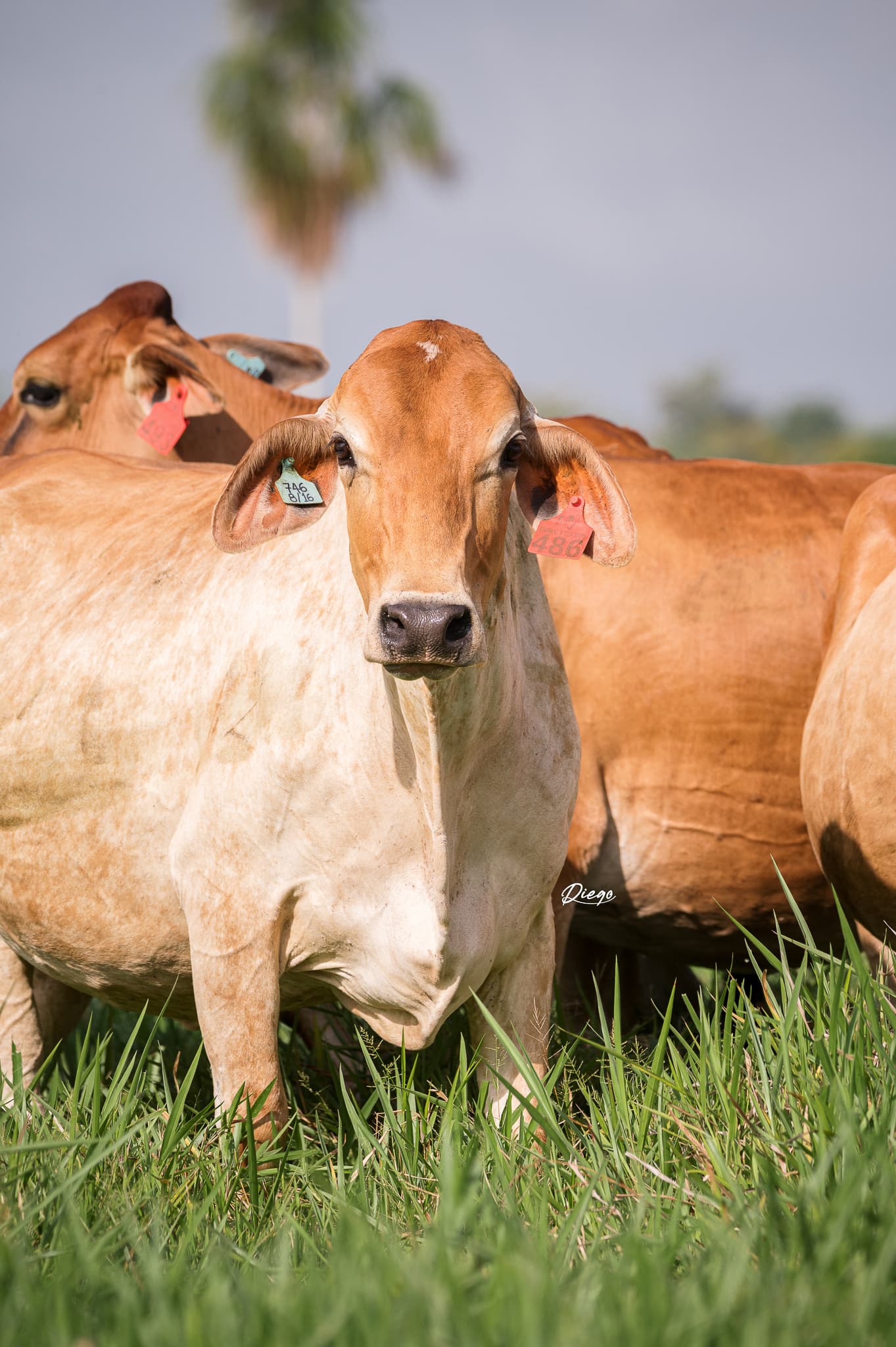 VACAS CONCEBIDAS POR TRANSFERENCIA DE EMBRIONES F1 JERSEY X GYR LECHEROTodas las caracteristicas del Ganado JERSEY Y las Habilidades del Ganado GYR, EXPRESADAS EN ESTAS GYRSEY. ️AD — 1