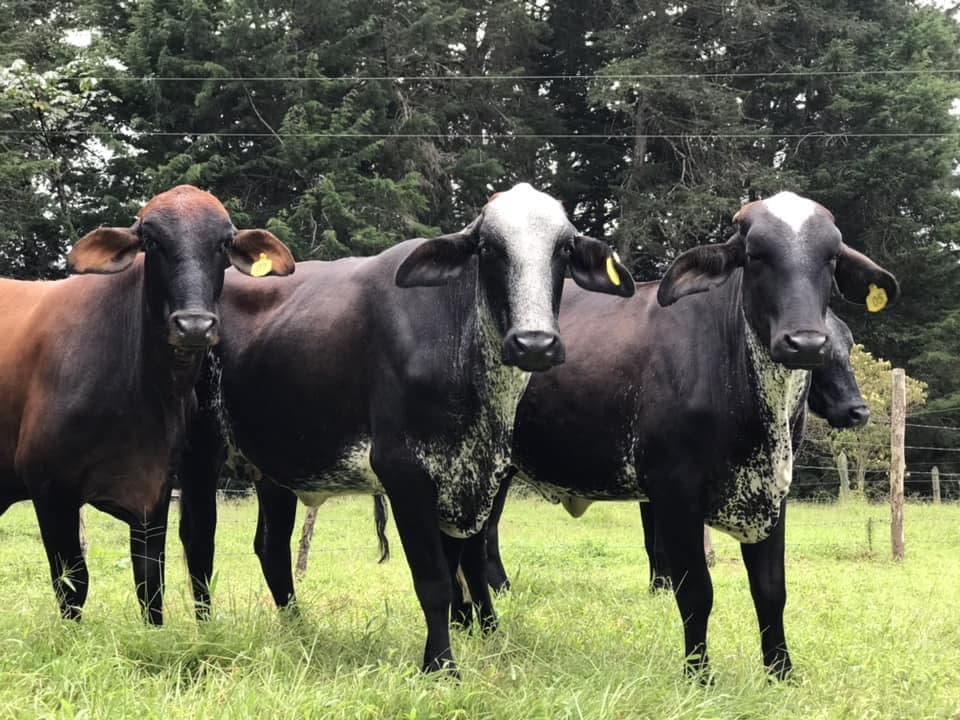 NOVILLAS GYRSHIRE (GYR X AYRSHIRE) PREÑADAS DESDE LOS 4 A LOS 8 MESES