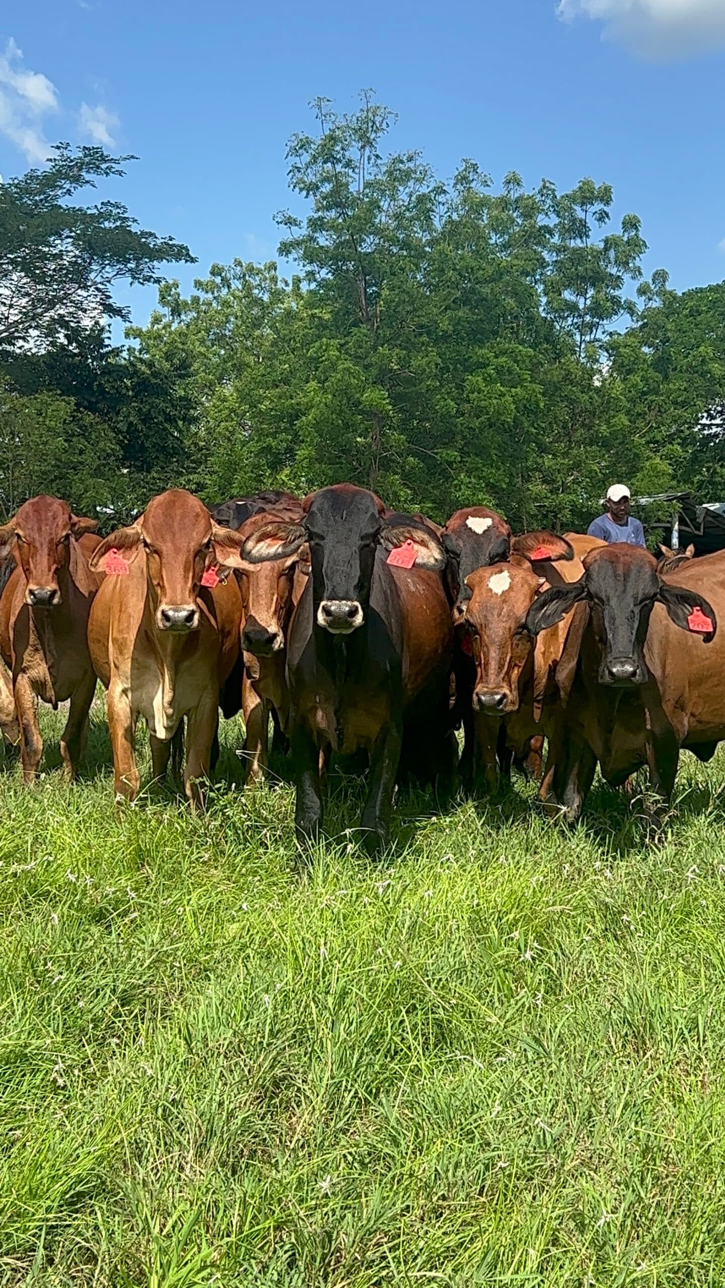 AYRSHIRE X GYR TODAS PREÑADAS NOVILLAS PREÑADAS GYRSHIRE DISPONIBLES. EN EL ULTIMO TERCIO DE GESTACION Y PROXIMAS A PARIR GANADOS REALMENTE RENTABLES NOVILLAS GYRSHIRE PROXIMAS A P