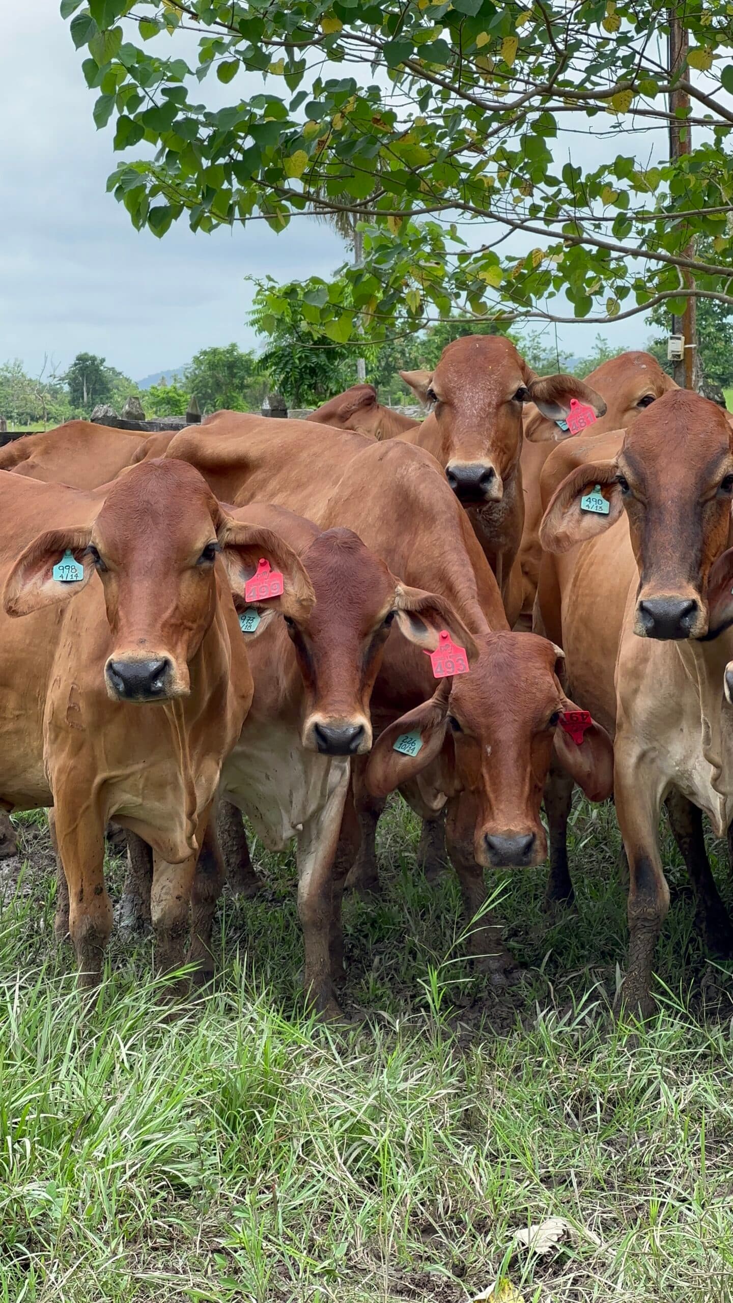 F1 JERSEY X GYR🐮PREÑDAS DE GYR PURO!!! GANADO SUMAMENTE ESCASO!!! EXTRAORDONARIAS NOVILLAS F1 JERSEY X GYR LECHERO. HIJAS DE VACAS JERSEY EN EL ORIENTE ANTIOQUEÑO!!! Y LOS MEJORES