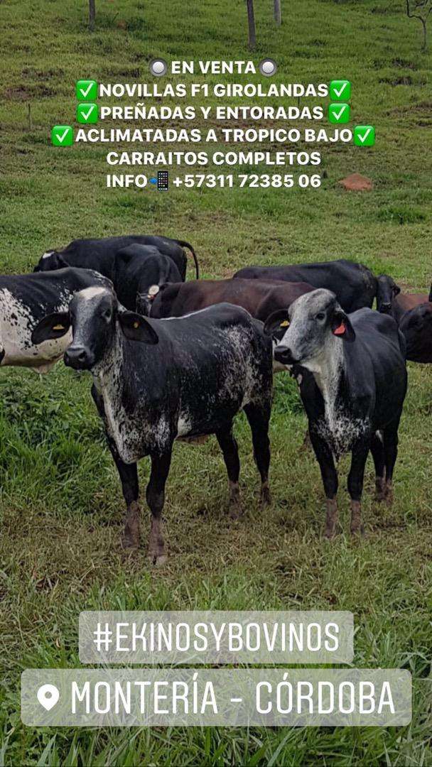 VENTA DE GIROLANDAS PREÑADAS ENTRE EL SEGUNDO Y TERCER TERCIO DE GESTACION