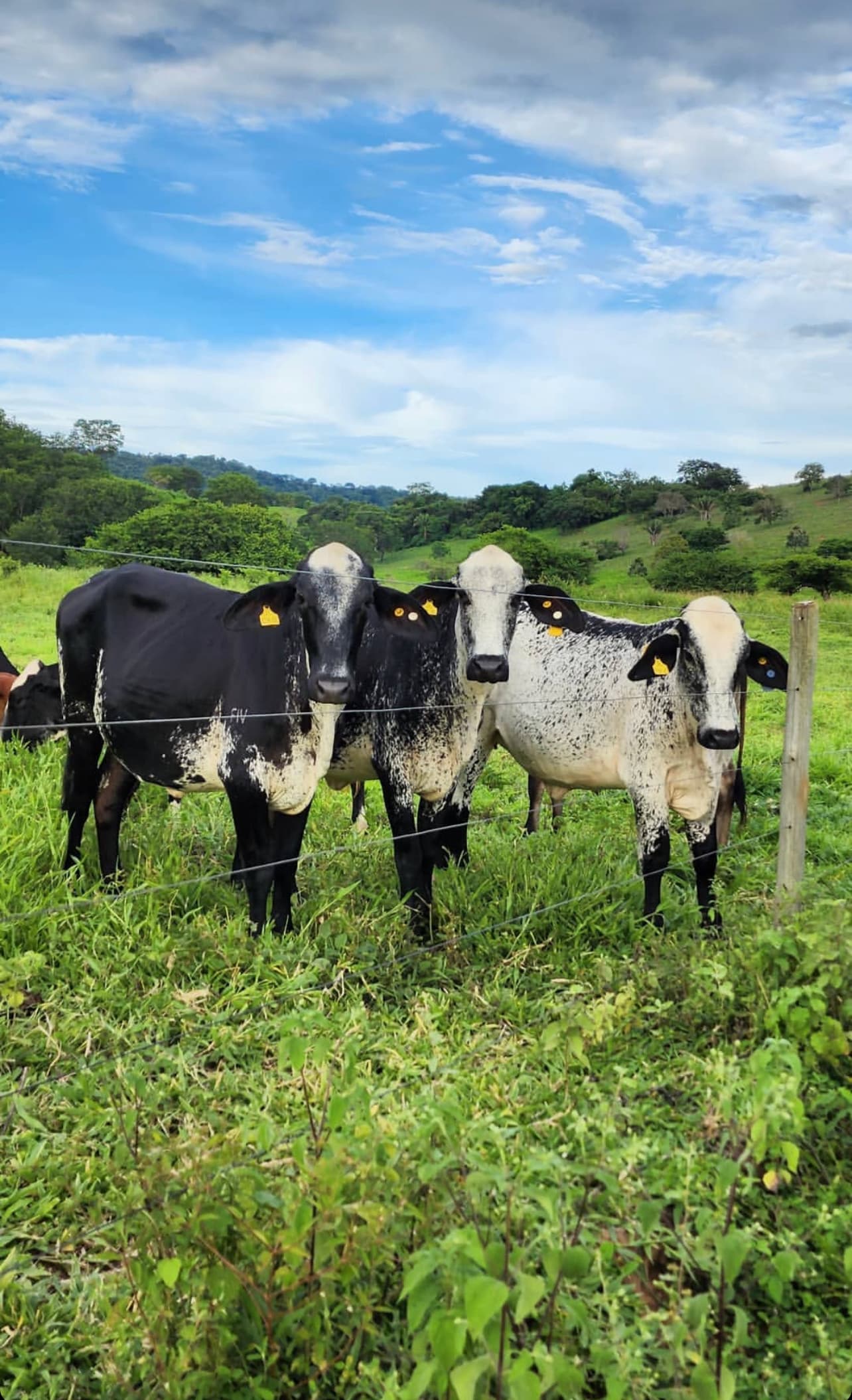 EN VENTA EXTRAORDINARIAS TERNERAS F1 GIROLANDAS DESTETAS DE 250 KGS HOMOGENEIDAD, en la Clase, Tamaño, Color y Desarrollo… Lote de excelentisima Calidad, novillas GIROLANDAS hijas