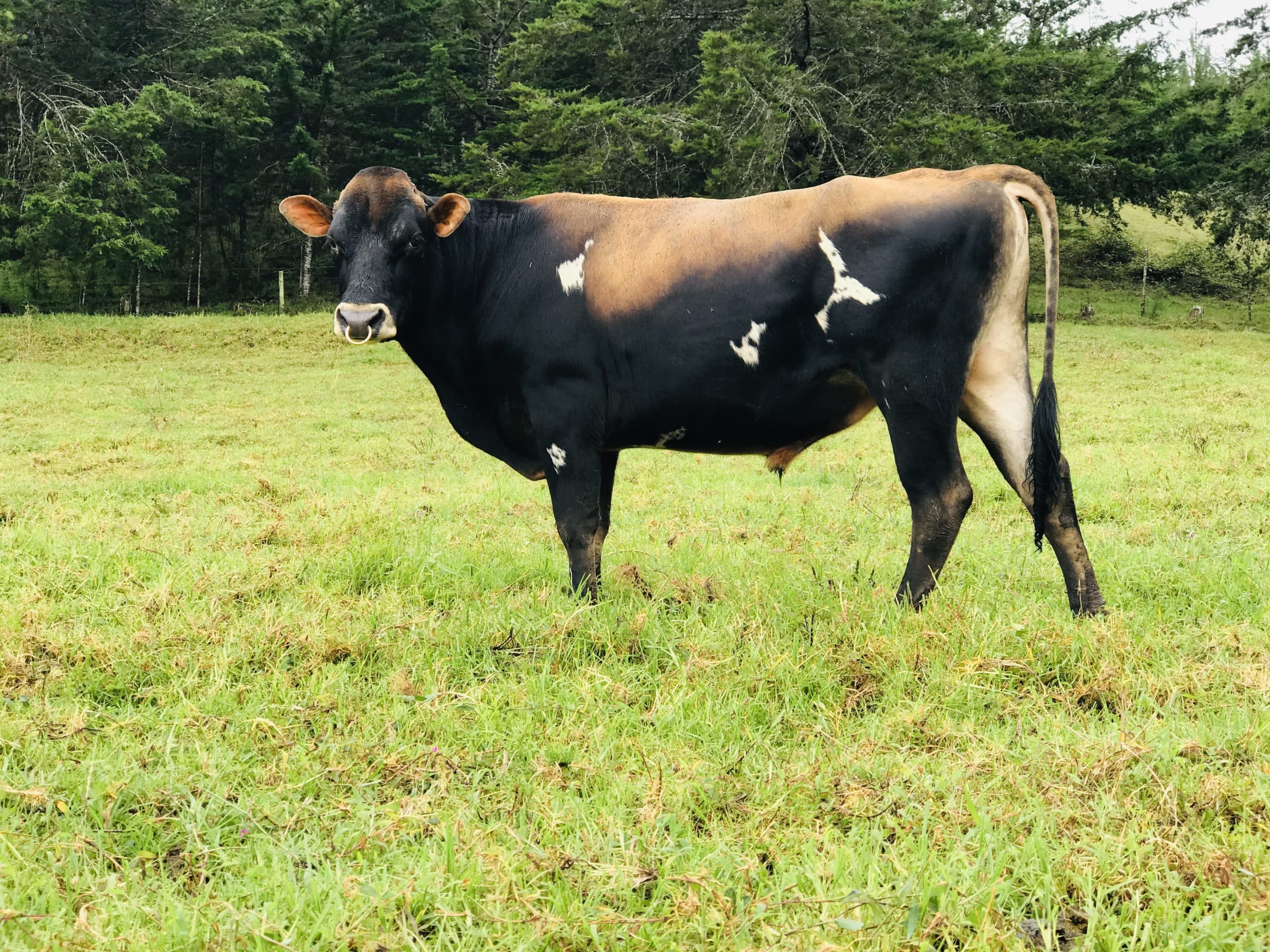 EXTRAORDINARIO TORETE JERSEY PURO HIJO DE TEQUILA — 1