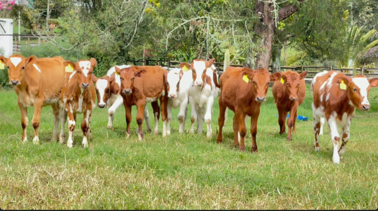 AYRSHIRE DE CRIA Y PARA CRIA, EXCELENTE LOTE DE HEMBRAS DE LEVANTE CONCEBIDAS POR INSEMINACION ARTIFICIAL, CON MADRES CON PRODUCCIONES EN PROMEDIO DE 28 LITROS… HEMBRAS DE LEVANTE — 1