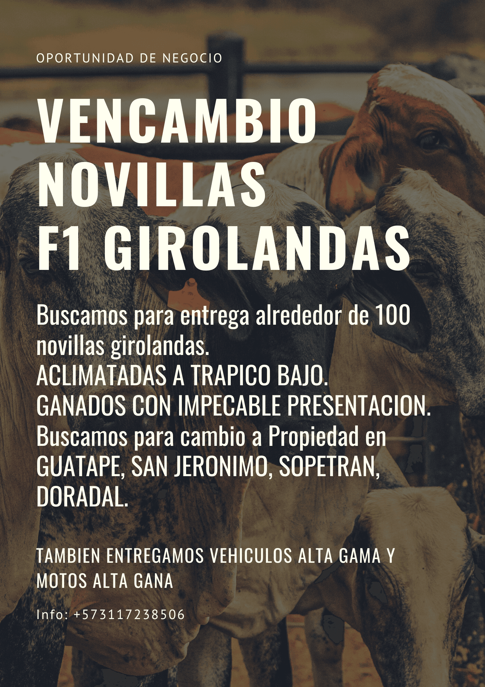 VENCAMBIO NOVILLAS A PROPIEDAD. Estamos en la búsqueda de una propiedad en GUATAPE, DORADAL, SAN JERONIMO, SOPETRAN O PROPIEDAD DE NUESTRO GUSTO. DONDE NOS RECIBAN UNAS 100 NOVILLA — 1