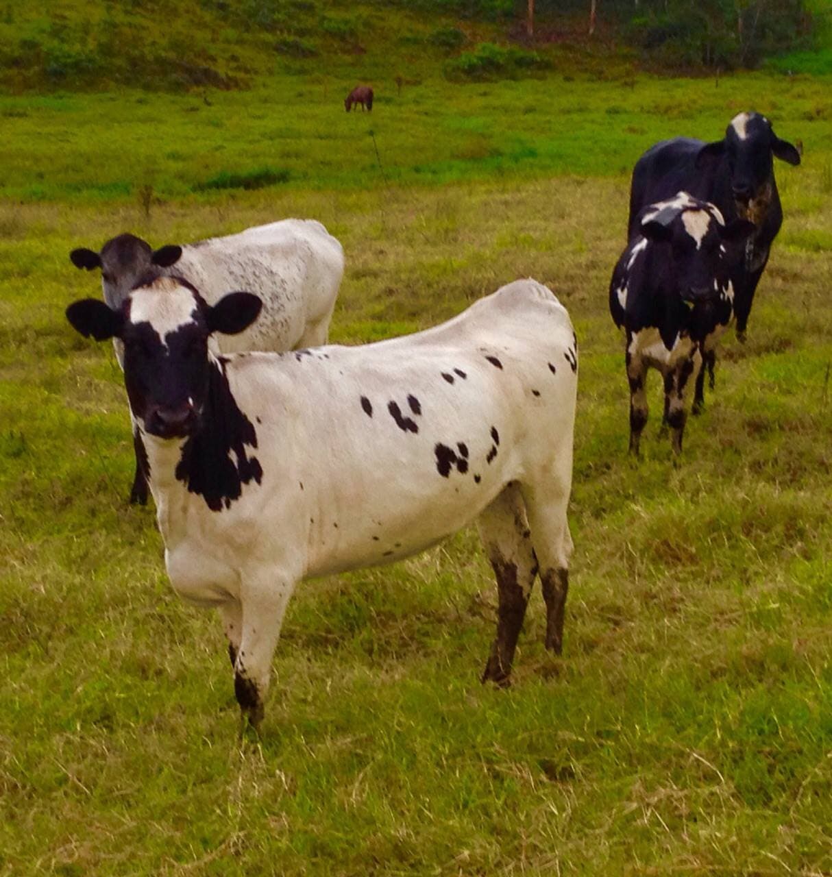BON X HOLSTEINDISPONIBLES HEMBRAS DE LEVANTE F1 BON X HOLSTEIN. GANADOS ORGULLOSAMENTE COLOMBIANOS. ️CRUZE PROBADO PARA PRODUCCION LECHERA EN TROPICO BAJO Y EN CUALQUIER PISO TERMI