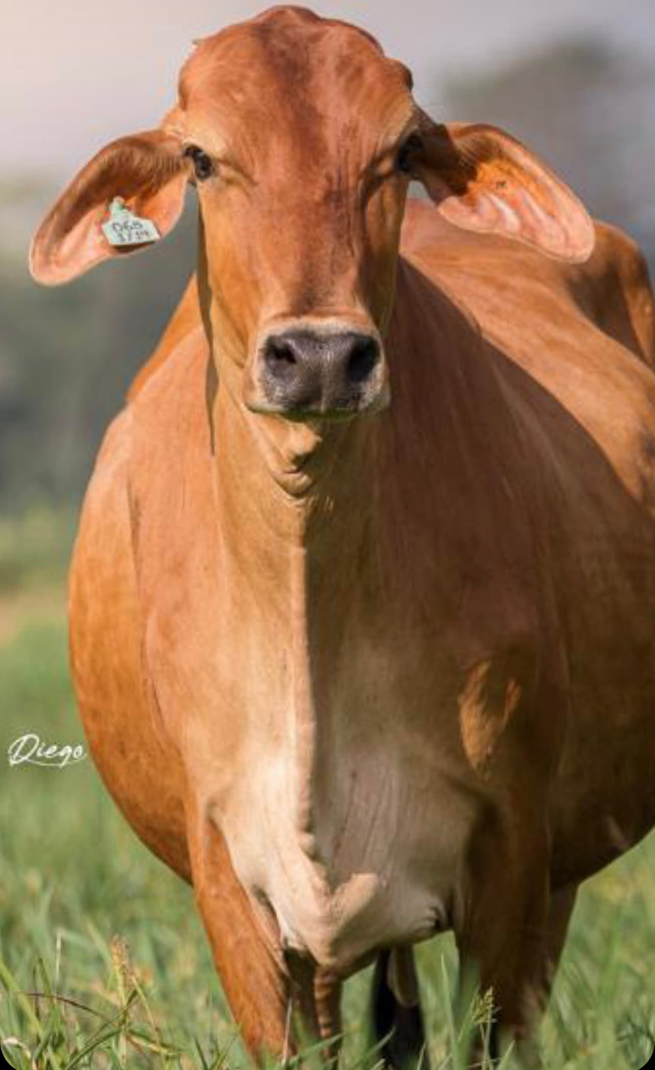 VACAS CONCEBIDAS POR TRANSFERENCIA DE EMBRIONES F1 JERSEY X GYR LECHEROTodas las caracteristicas del Ganado JERSEY Y las Habilidades del Ganado GYR, EXPRESADAS EN ESTAS GYRSEY. ️AD — 1