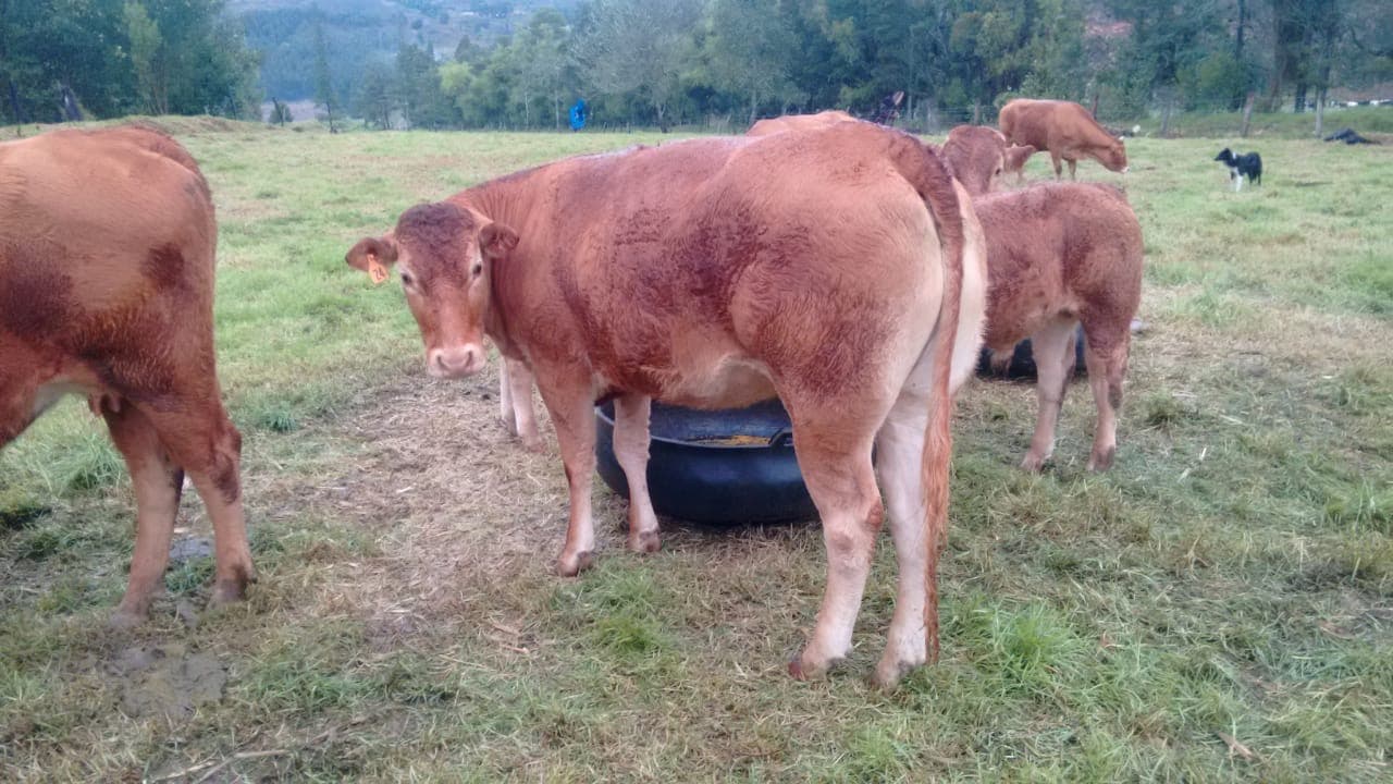 Venta de vacas Limousin preñadas 2do parto — 1