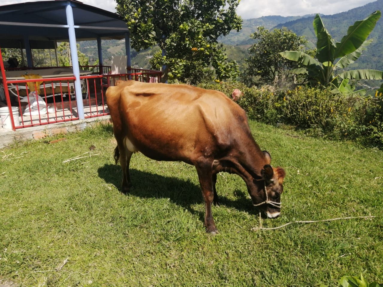 Venta de lote 4 ejemplares