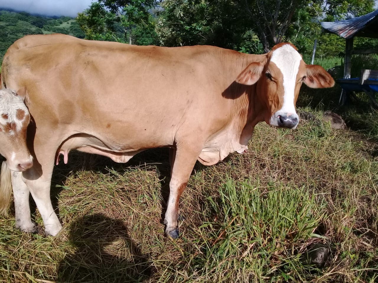 Venta Vacas Simbrah Puras — 1