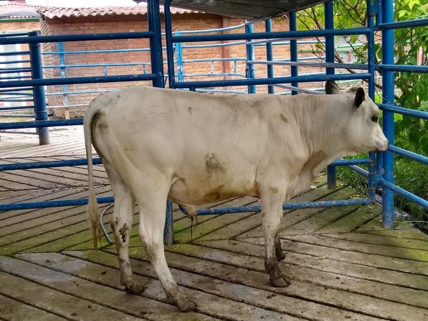 VENDO 9 TERNEROS RAZA BON BLANCO OREGINEGRO MACHOS — 1
