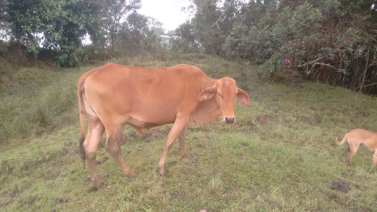 Vendo novilla Brahaman Roja — 1