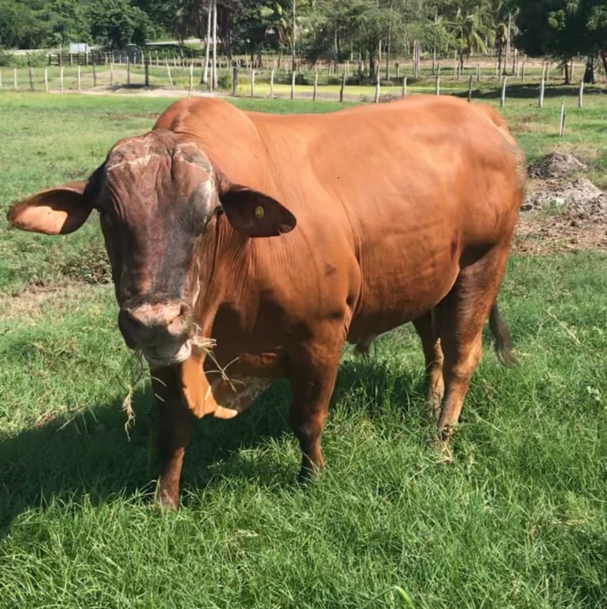 venta de toro reproductor Braford x Brahman tipo carne $4.500.000 — 1