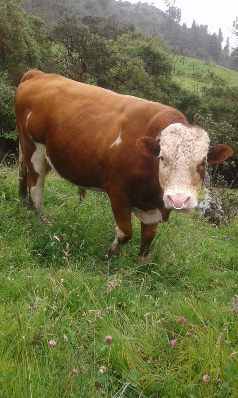 Hermoso toro Simmental — 1