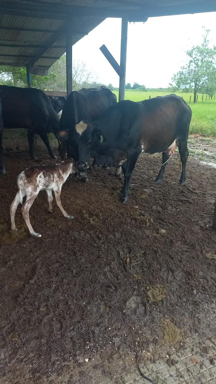 VENDO GIROLANDA EXTRA 14 LITROS