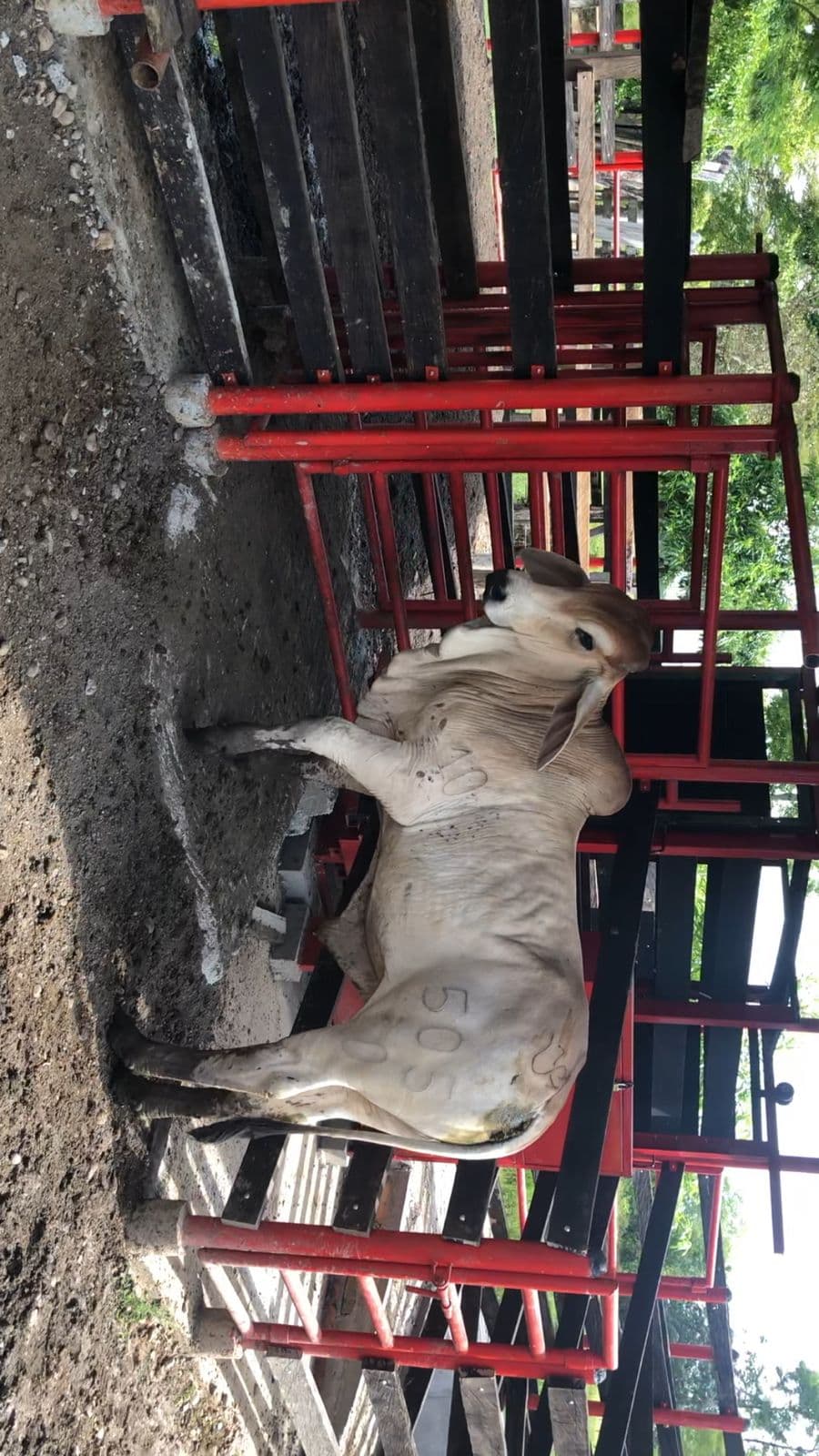 TORETE BRAHMAN BLANCO PURO CON REGISTRO — 1