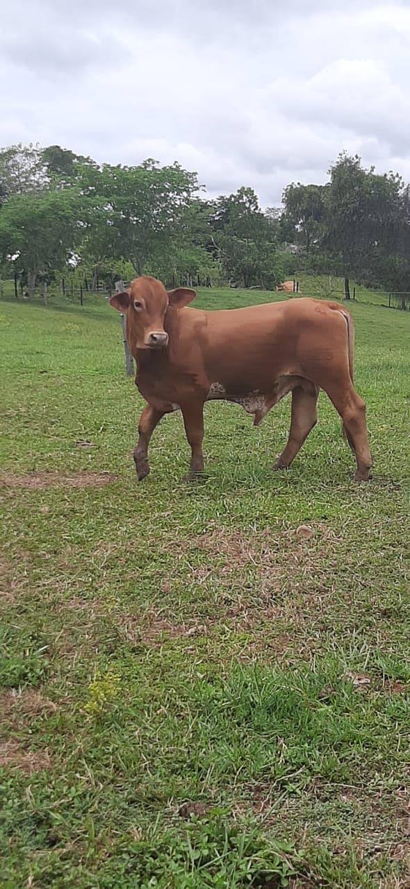 VENTA DE TORETES BEEF MASTER PUROS