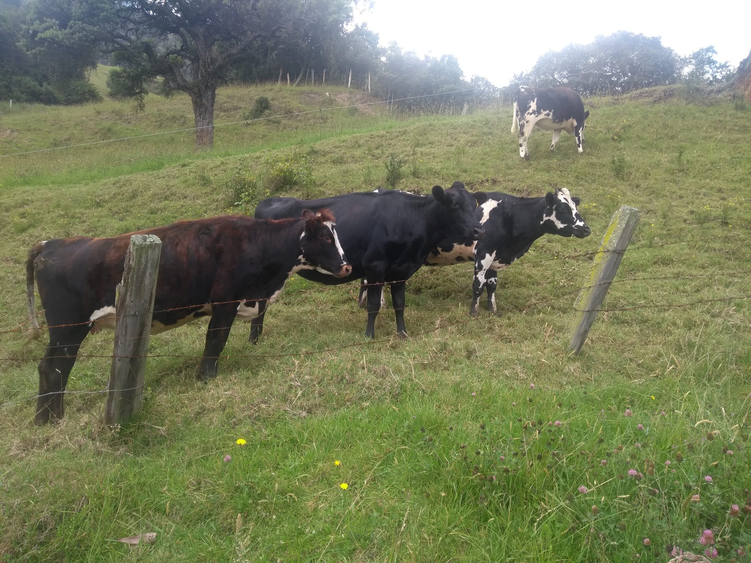 Venta permanente de ganado tipo leche — 1