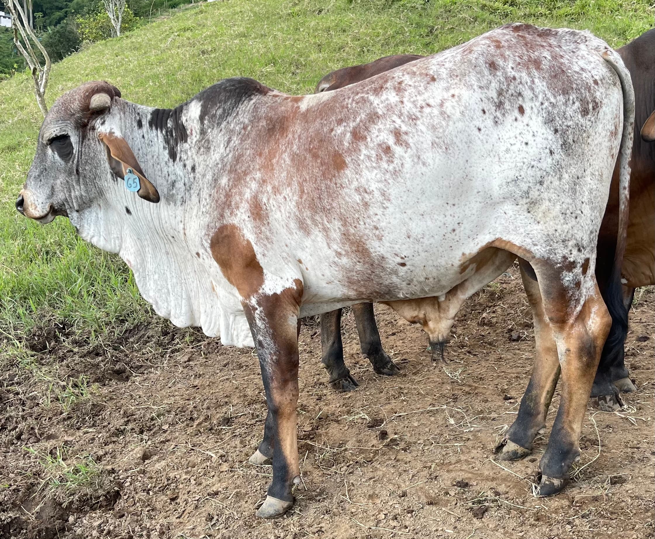 Toro Gyr 3/4 para la venta — 1