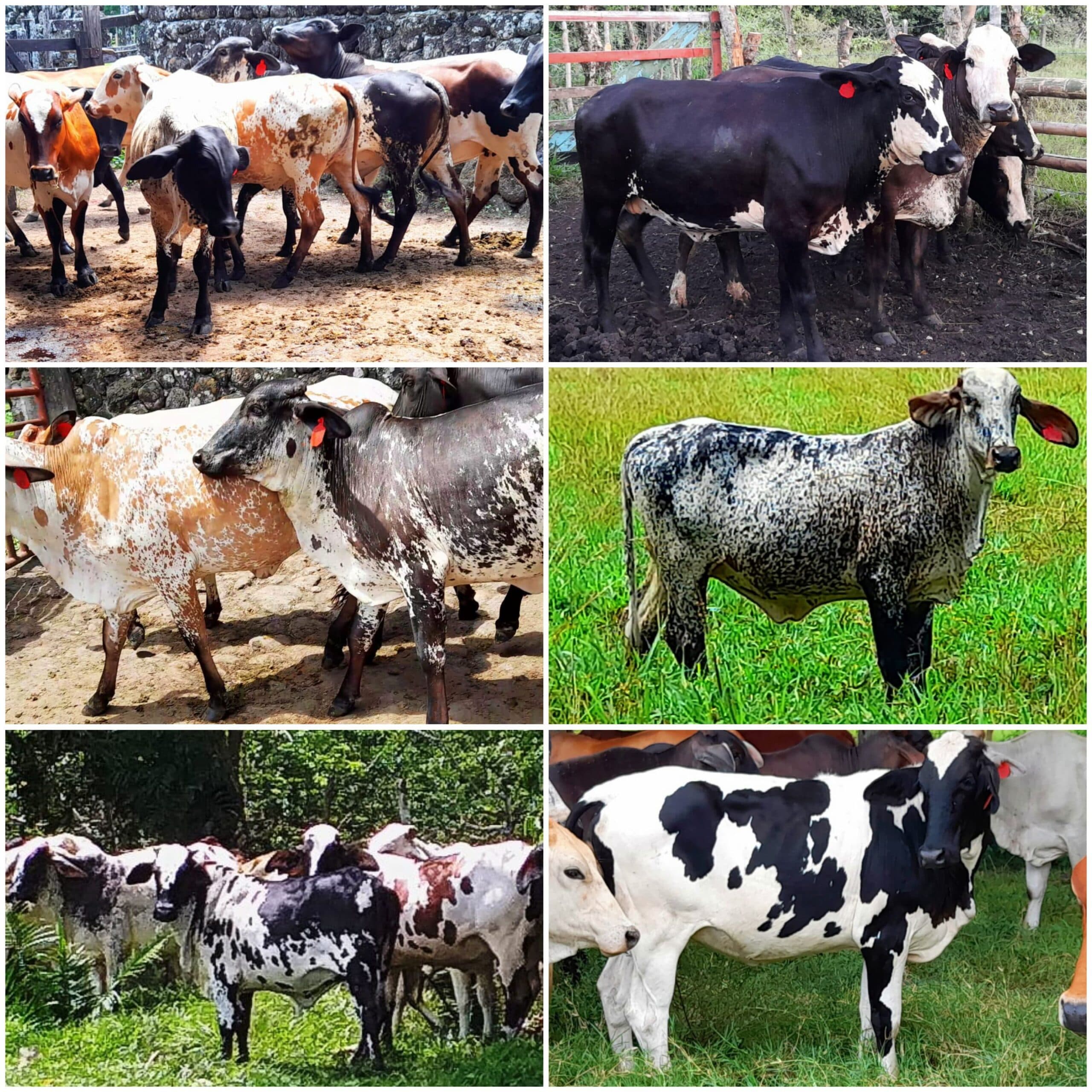 venta de novillas girolandasf1 y 5/8 excelente clase y genetica lechera inf transporte y envios a todo el pais ventas online
