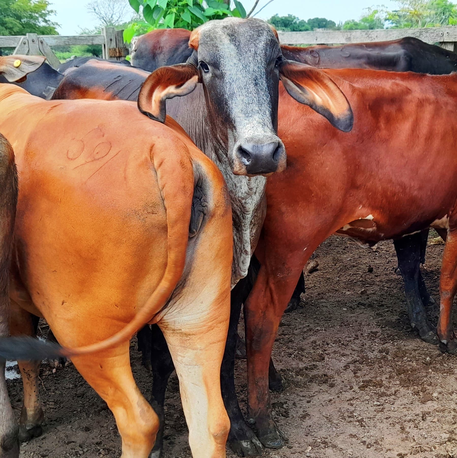 Venta de novillas tipo leche inf transporte y envios a todo el pais — 1