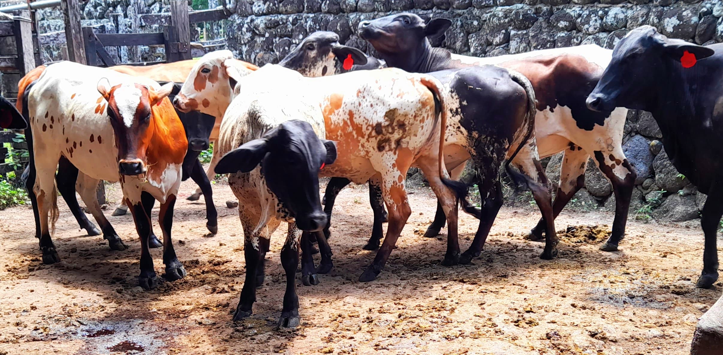 venta de novillas girolandasf1 y 5/8 excelente clase y genetica lechera inf transporte y envios a todo el pais ventas online