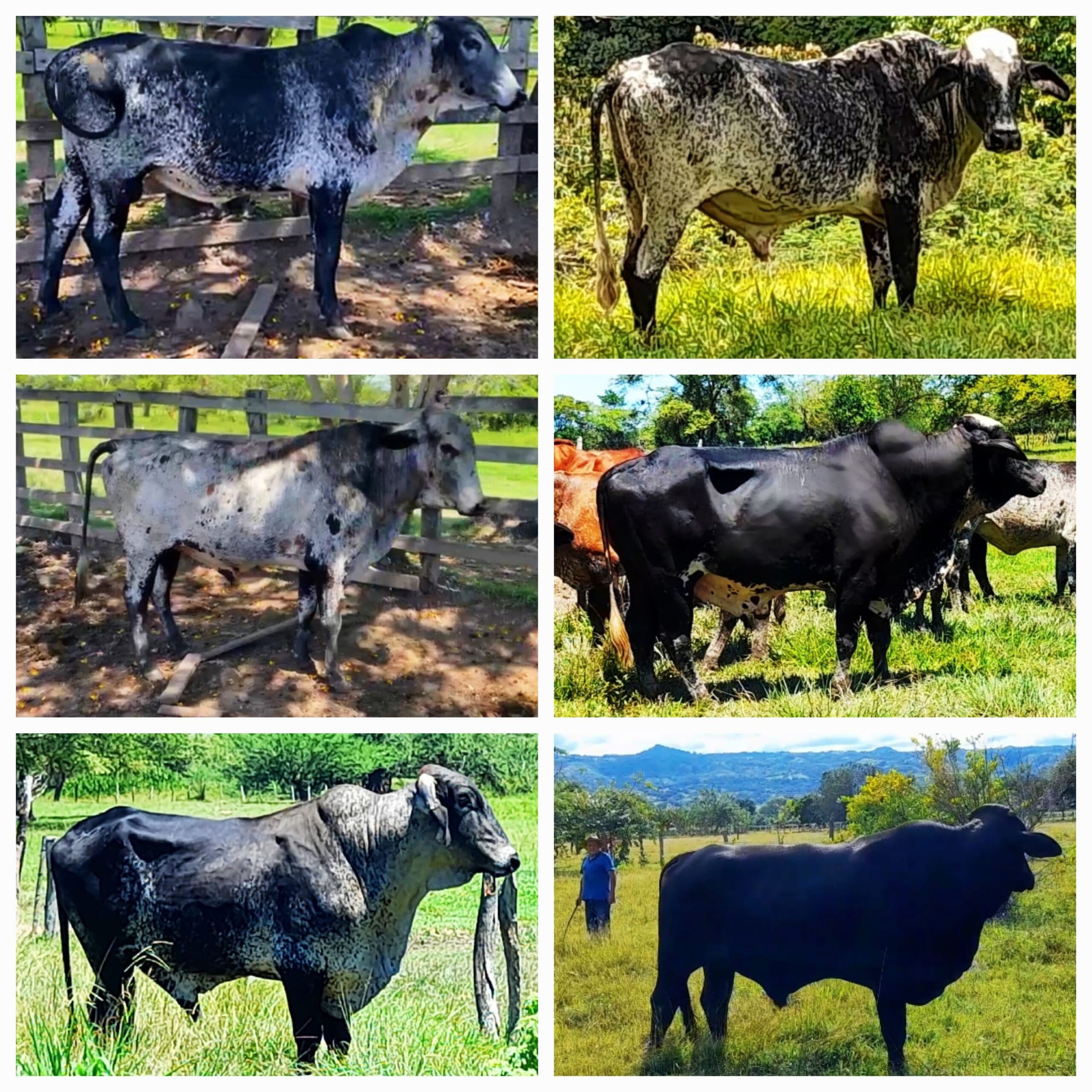 Venta de toros y toretes tipo leche razas gyr brasil giroland plus holstein inf