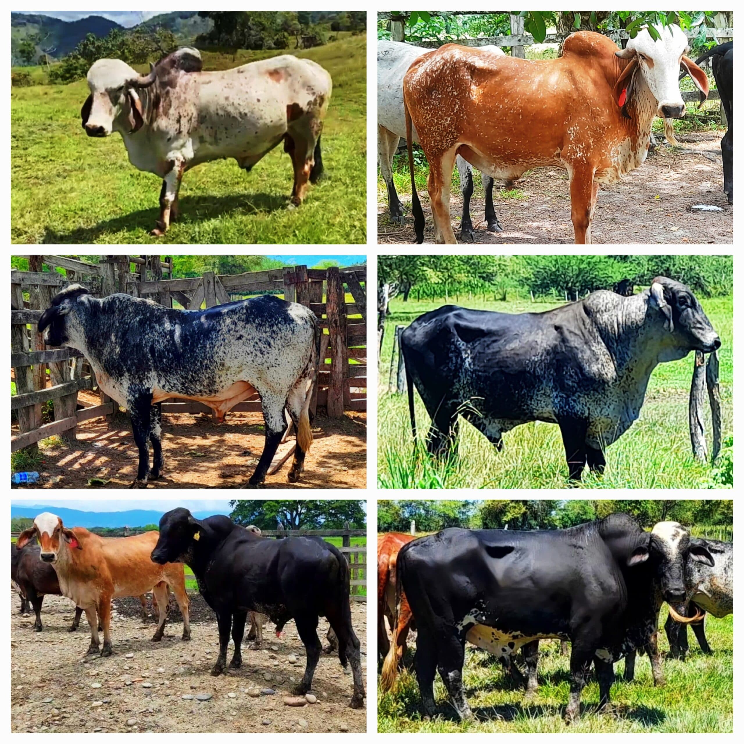 Venta de toros y toretes tipo leche razas gyr brasil giroland plus holstein inf