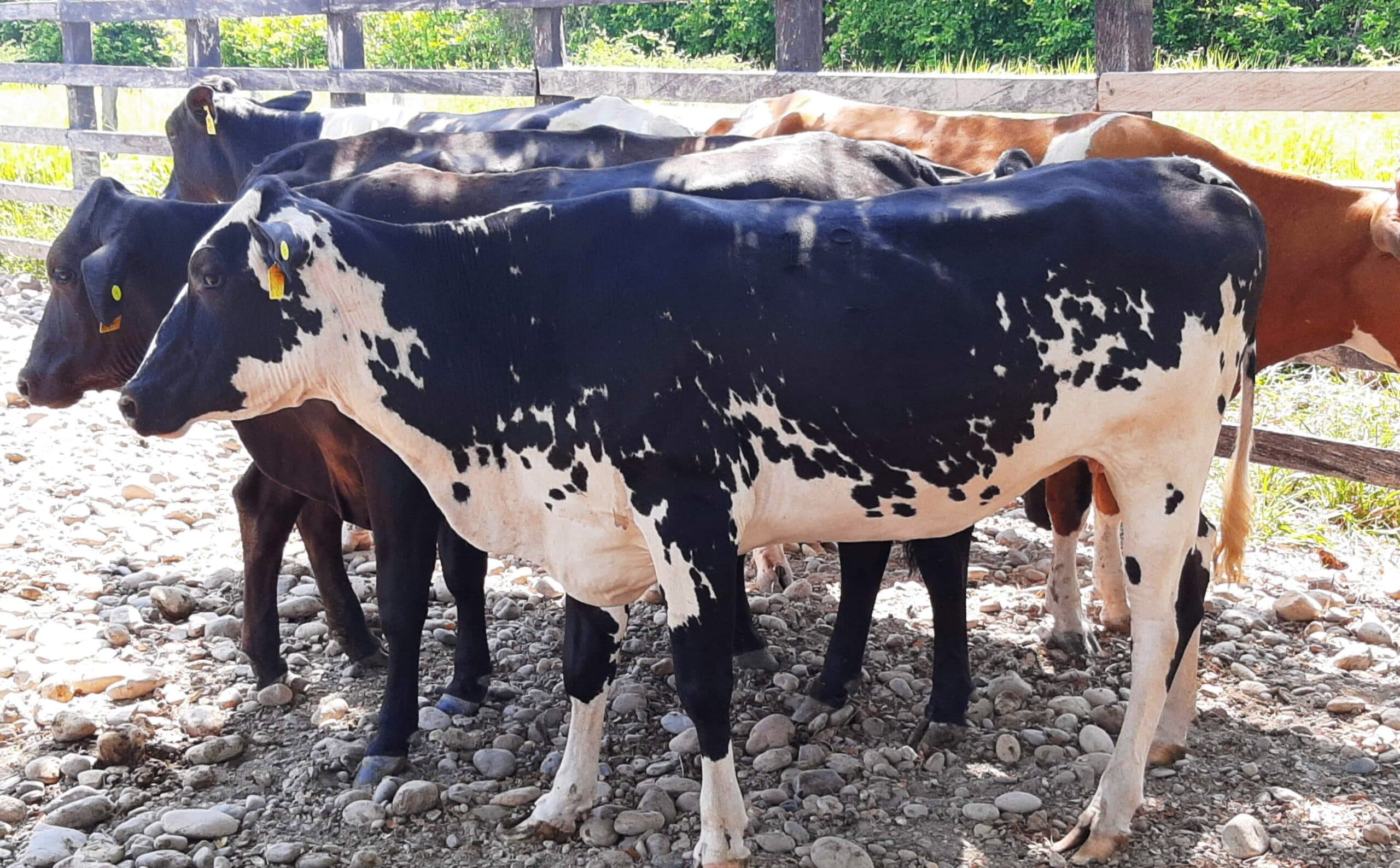 Venta de novillas tipo leche info transporte y envios a todo el pais — 1