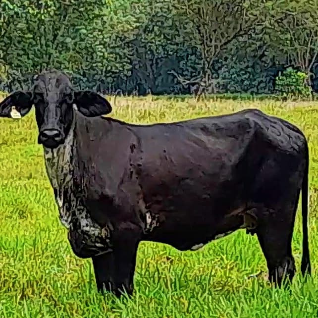 Venta de novillas y vacas girolandas f1