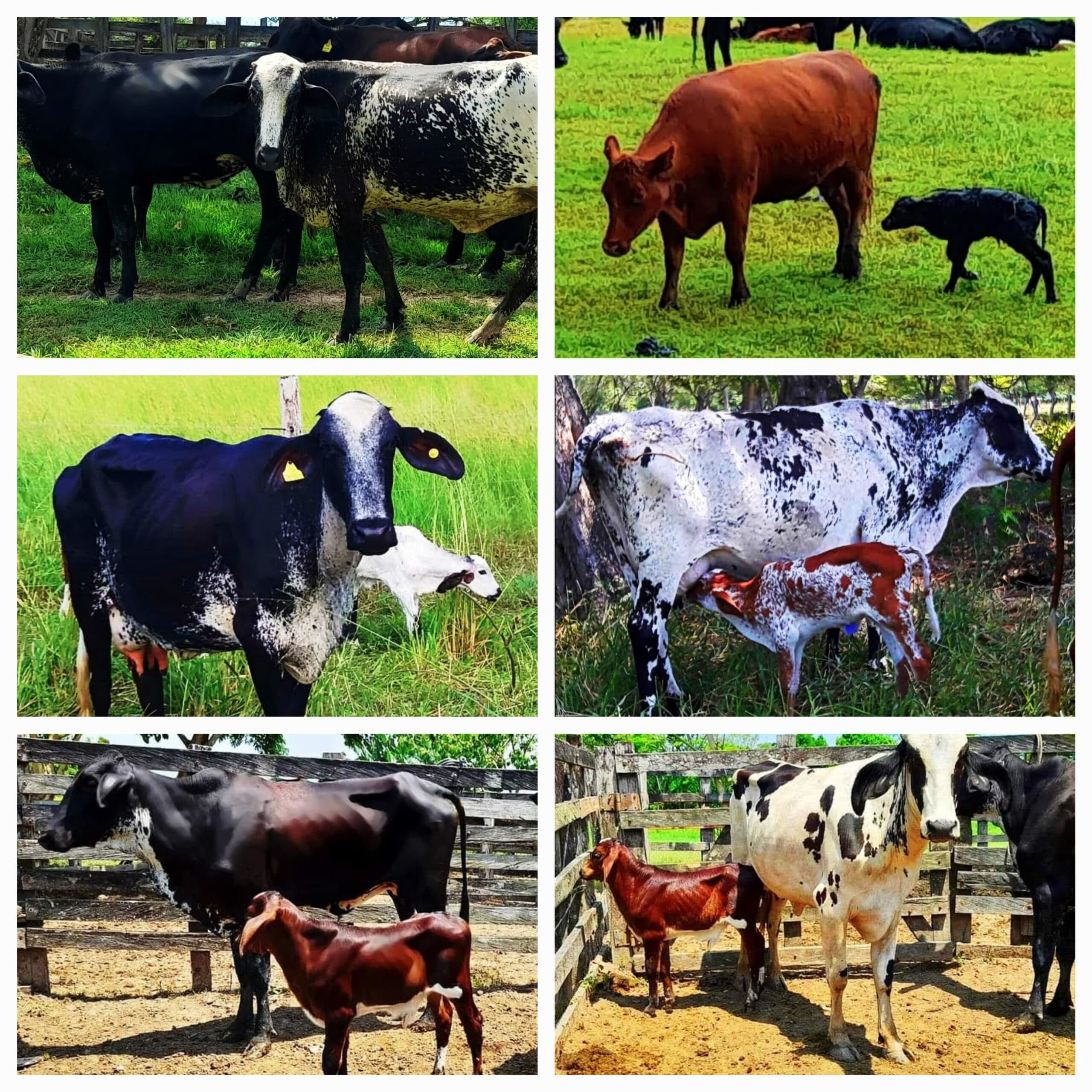 Venta de novillas y vacas giroland f1 y 5/8 excelente clase y genetica inf transporte y envios a todo el pais