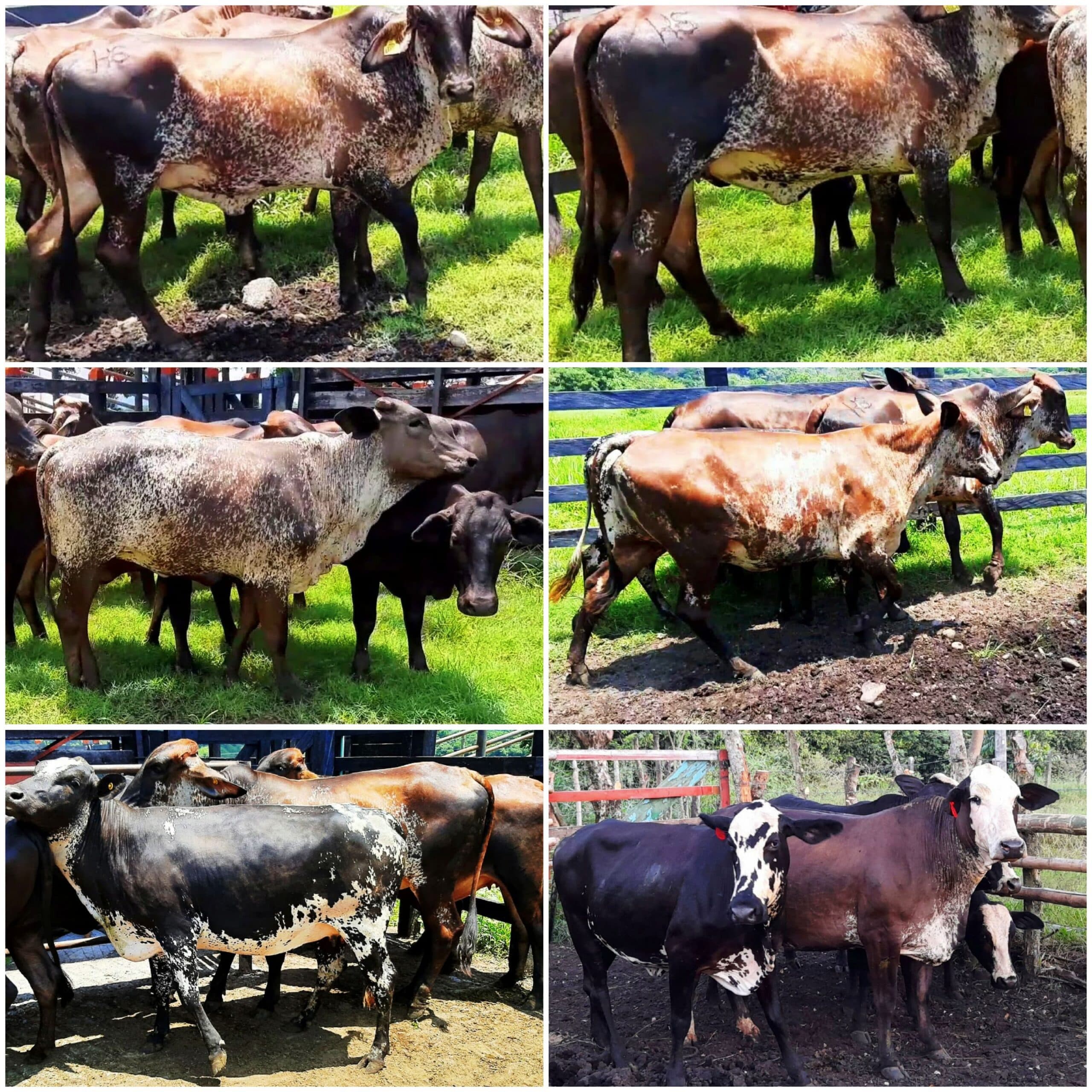 venta de novillas girolandasf1 y 5/8 excelente clase y genetica lechera inf transporte y envios a todo el pais ventas online