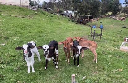Son 9 terneras hembras de dos meses