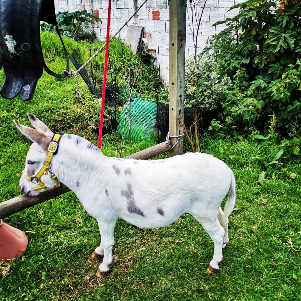 Venta de semen de burrito pony mini donkey — 1