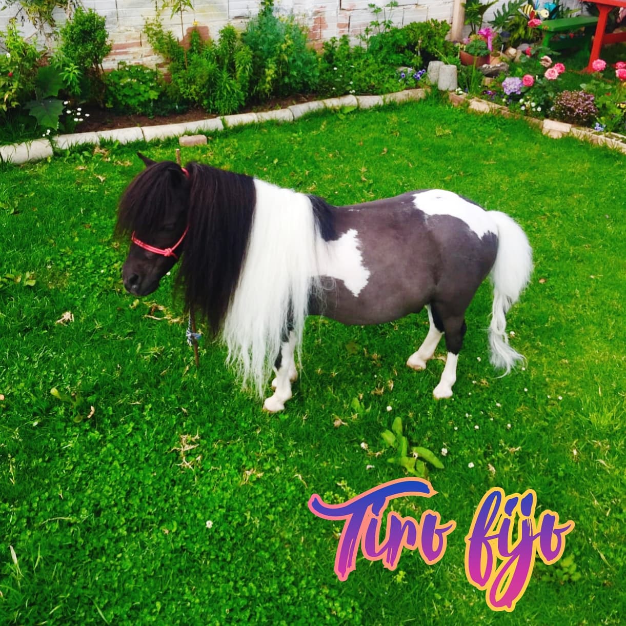 Hermoso poni mini horse — 1