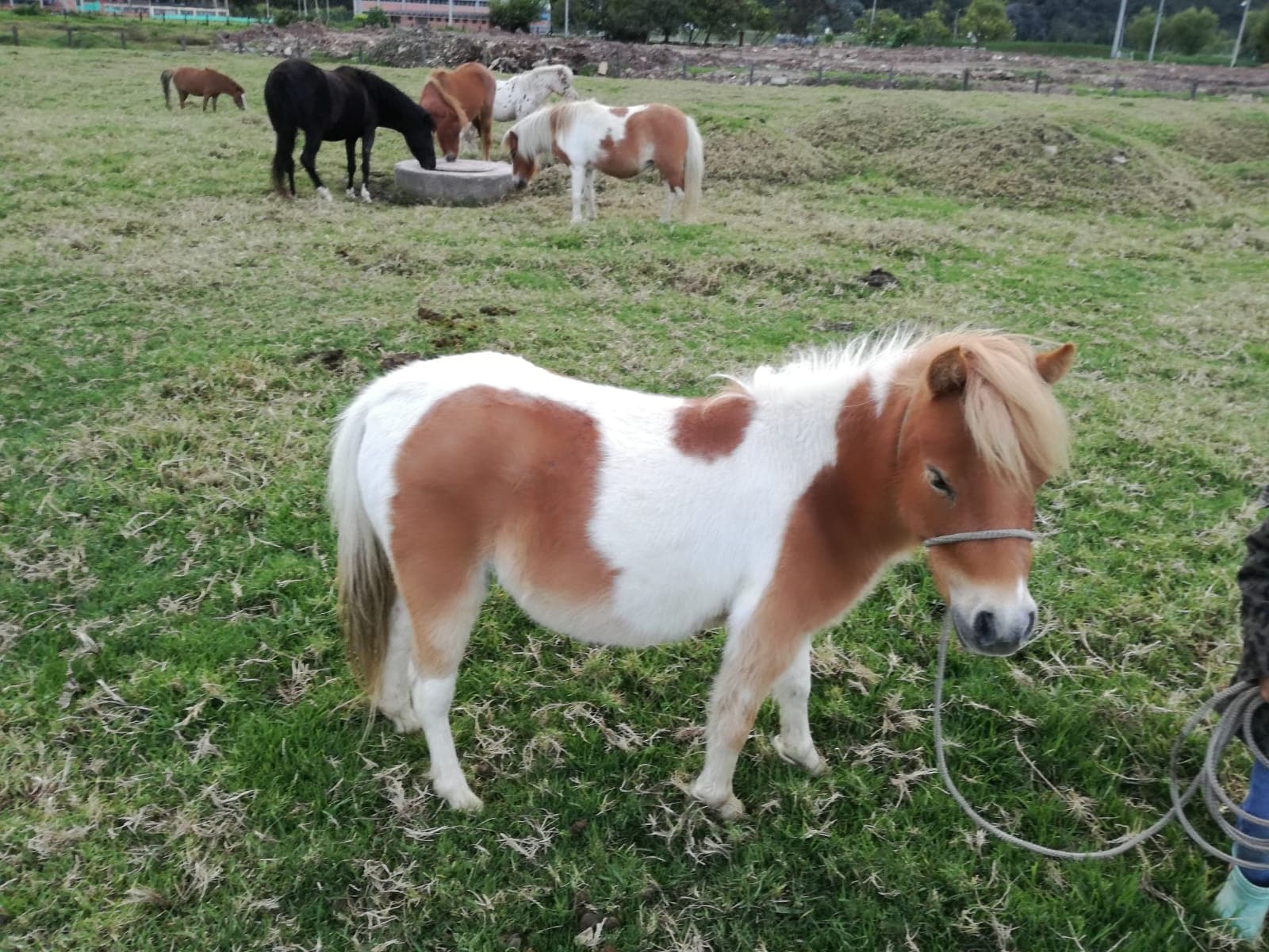 Pony mini horse hembrita — 1