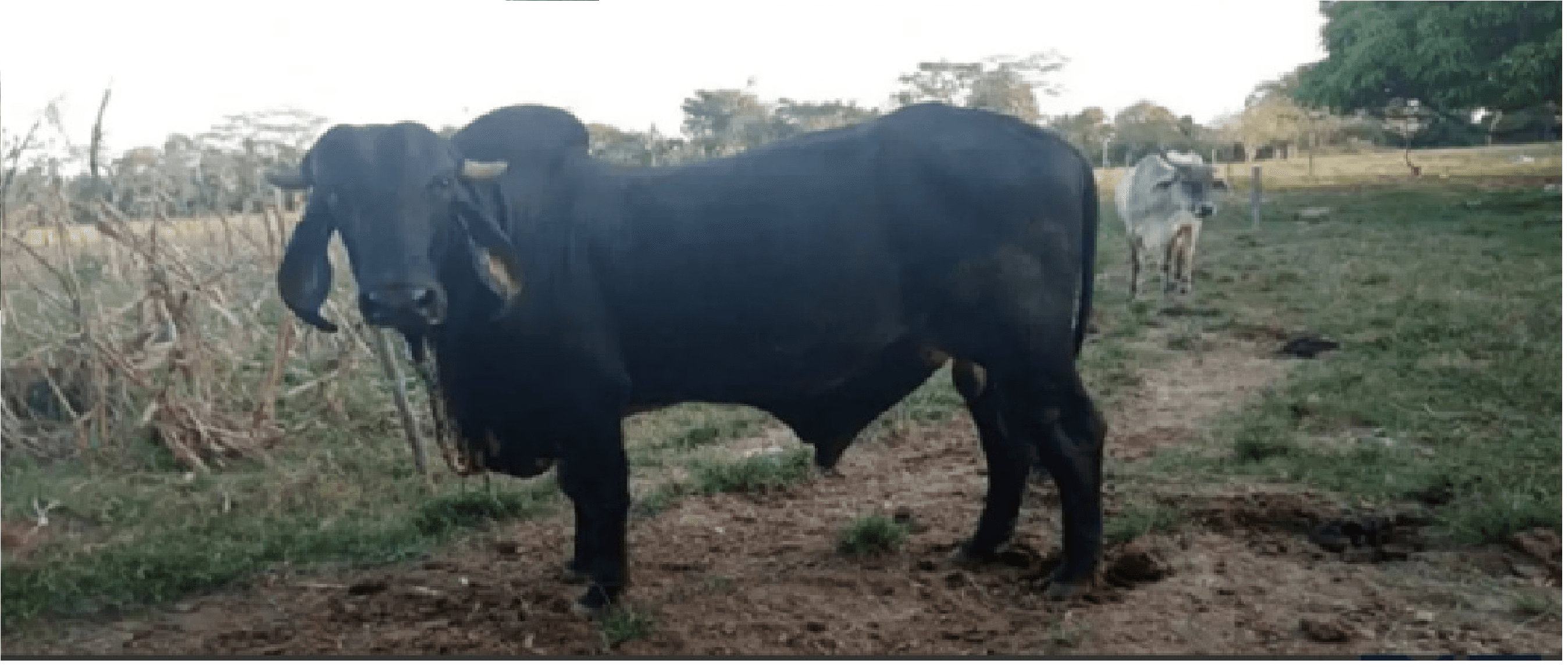 Hermoso Toro Gyr Lechero — 1