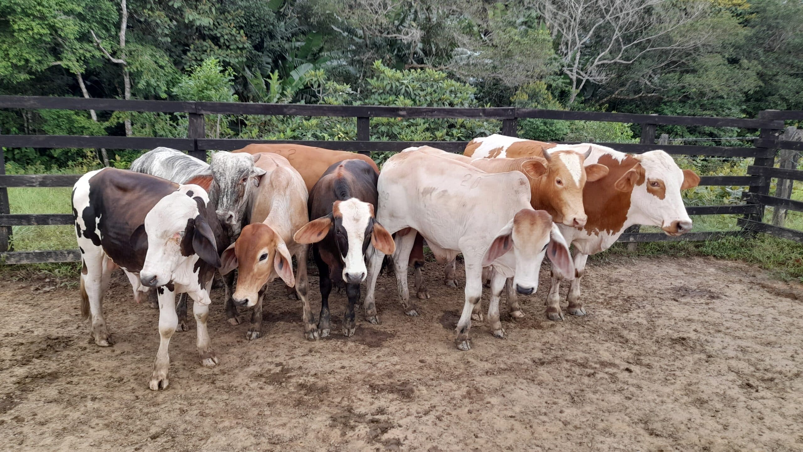 Lote de levante — 1